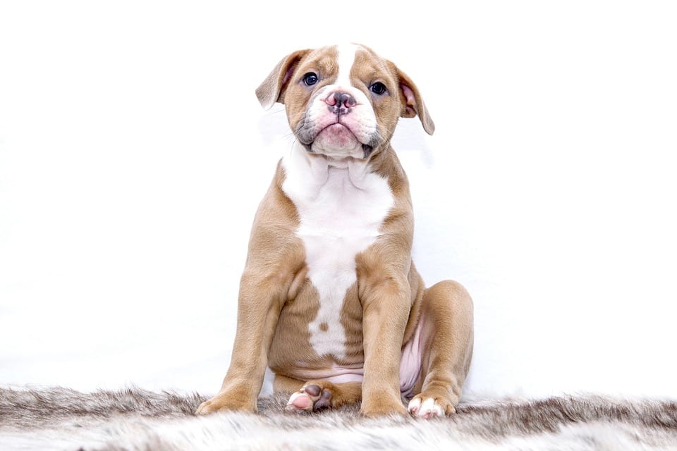 top 10 dog breeds for families