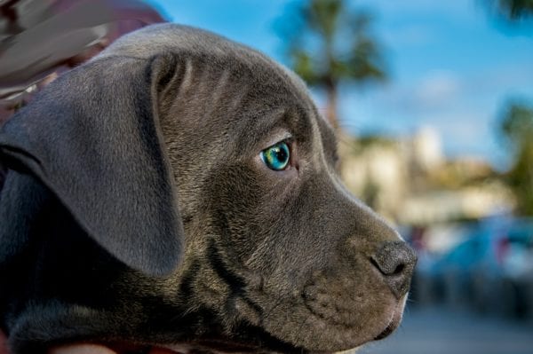 Pitbull vs Bulldog : Which dog breed is better?