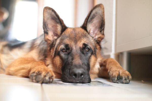 Top 10 Most Intelligent Dog Breeds in the World
