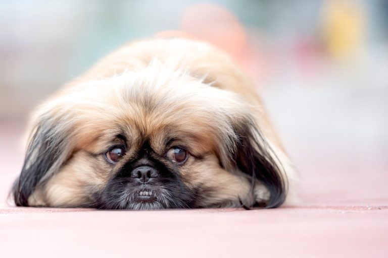 10 Most Laziest Dog Breeds in the World 2024