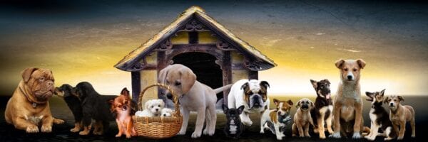 Top 10 Most Popular Dog Breeds In India
