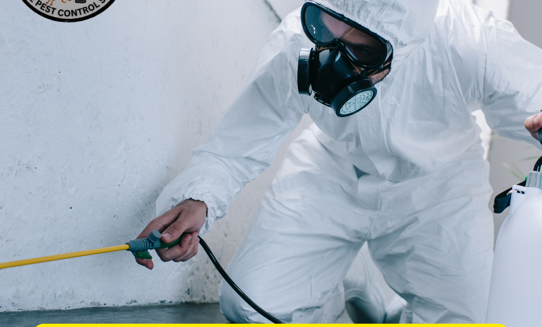 Best Pest Control Services in Nagaur